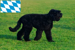 Read more about the article Russian Black Terrier breeders and puppies in Bavaria