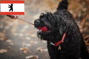 Read more about the article Russian Black Terrier breeder and puppies in Berlin