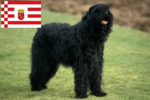 Read more about the article Russian Black Terrier breeder and puppies in Bremen