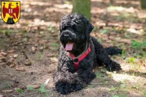 Read more about the article Russian Black Terrier breeder and puppies in Burgenland