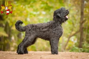 Read more about the article Russian Black Terrier breeder and puppies in Carinthia