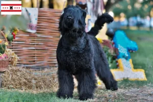 Read more about the article Russian Black Terrier breeder and puppies in Drenthe