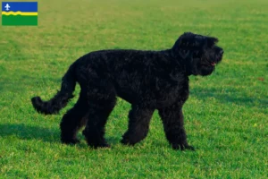 Read more about the article Russian Black Terrier breeder and puppies in Flevoland