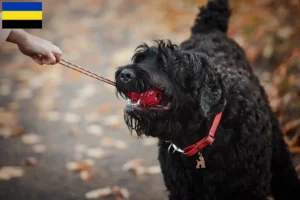 Read more about the article Russian Black Terrier breeder and puppies in Gelderland