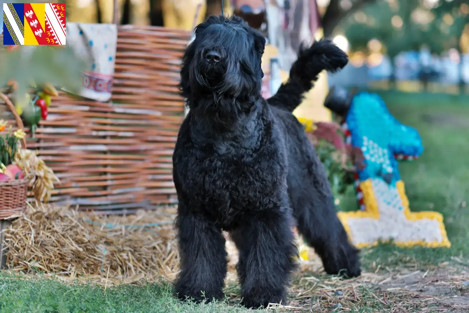 Russian Black Terrier puppies and breeder Grand Est Find Russian Black Terrier breeders in Grand Est here.