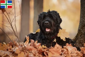 Read more about the article Russian Black Terrier breeder and puppies in Groningen
