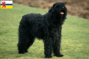 Read more about the article Russian Black Terrier breeder and puppies in Limburg