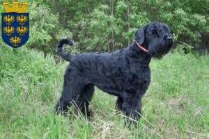Read more about the article Russian Black Terrier breeder and puppies in Lower Austria
