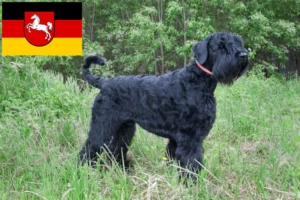 Read more about the article Russian Black Terrier breeders and puppies in Lower Saxony