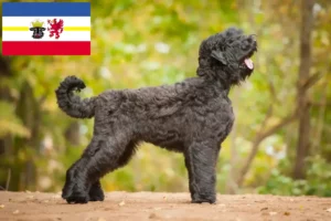 Read more about the article Russian Black Terrier breeders and puppies in Mecklenburg-Vorpommern