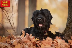 Read more about the article Russian Black Terrier breeder and puppies in Normandy