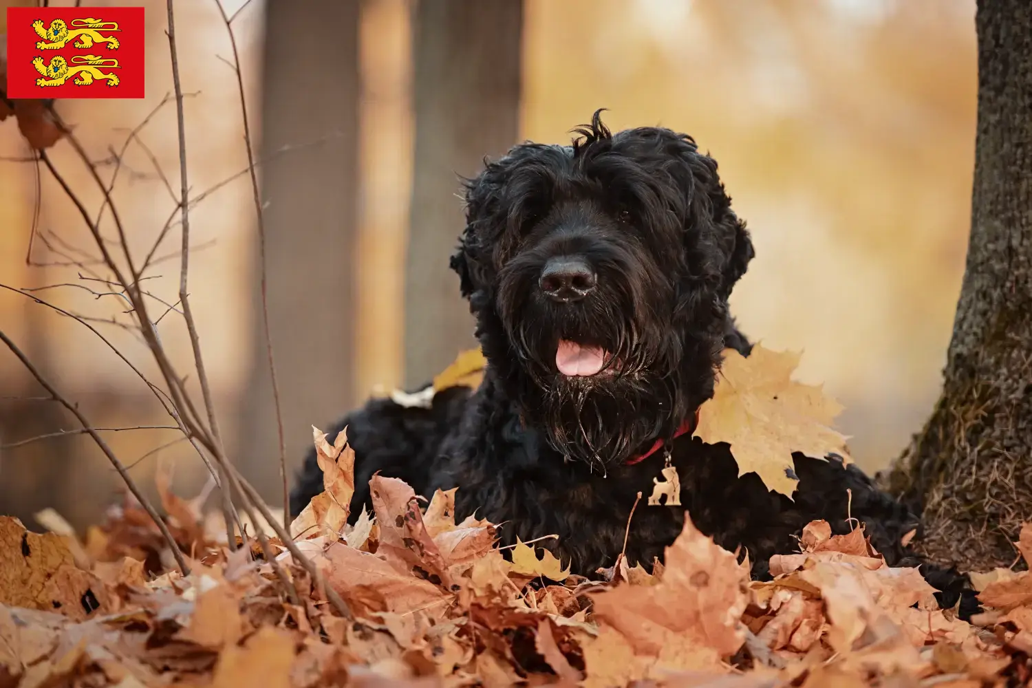 Russian Black Terrier puppies and breeders Normandy Find Russian Black Terrier breeders in Normandy here.