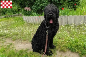 Read more about the article Russian Black Terrier breeder and puppies in North Brabant