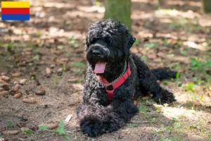 Read more about the article Russian Black Terrier breeder and puppies in North Holland