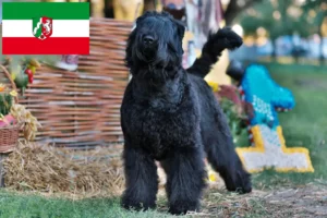 Read more about the article Russian Black Terrier breeders and puppies in North Rhine-Westphalia