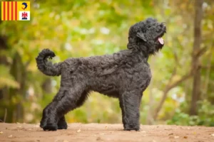 Read more about the article Russian Black Terrier breeders and puppies in Provence-Alpes-Côte d’Azur