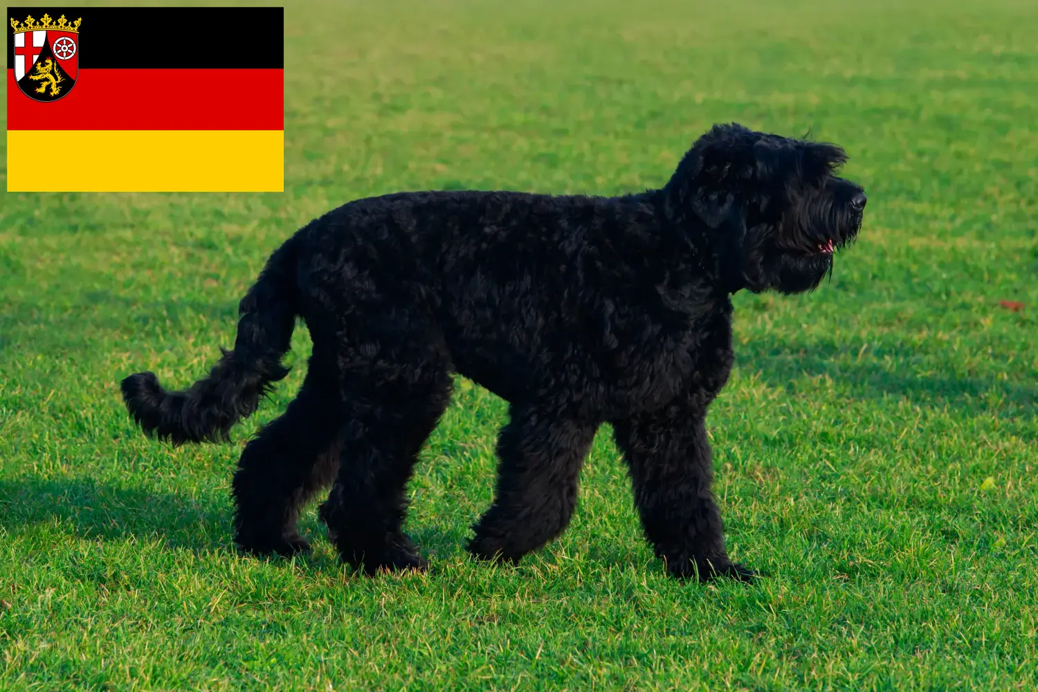 Russian Black Terrier puppies and breeders Rhineland-Palatinate Here you can find Russian Black Terrier breeders in Rhineland-Palatinate.