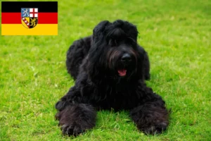 Read more about the article Russian Black Terrier breeder and puppies in Saarland