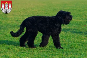 Read more about the article Russian Black Terrier breeder and puppies in Salzburg