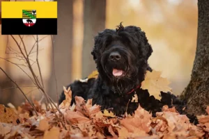 Read more about the article Russian Black Terrier breeders and puppies in Saxony-Anhalt