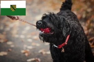 Read more about the article Russian Black Terrier breeder and puppies in Saxony