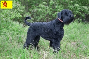 Read more about the article Russian Black Terrier breeder and puppies in South Holland
