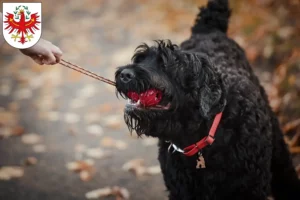 Read more about the article Russian Black Terrier breeder and puppies in Tyrol
