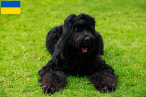 Read more about the article Russian Black Terrier Breeder and Puppies in Ukraine