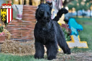 Read more about the article Russian Black Terrier breeder and puppies in Upper Austria