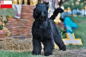 Read more about the article Russian Black Terrier breeder and puppies in Utrecht