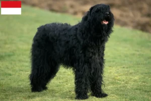 Read more about the article Russian Black Terrier breeder and puppies in Vienna