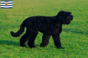 Read more about the article Russian Black Terrier breeder and puppies in Zeeland
