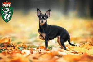 Read more about the article Russkiy Toy breeders and puppies in Styria