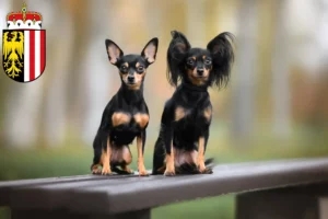 Read more about the article Russkiy Toy breeders and puppies in Upper Austria