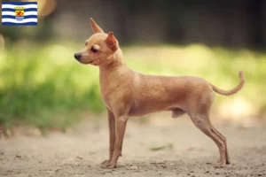Read more about the article Russkiy Toy breeders and puppies in Zeeland
