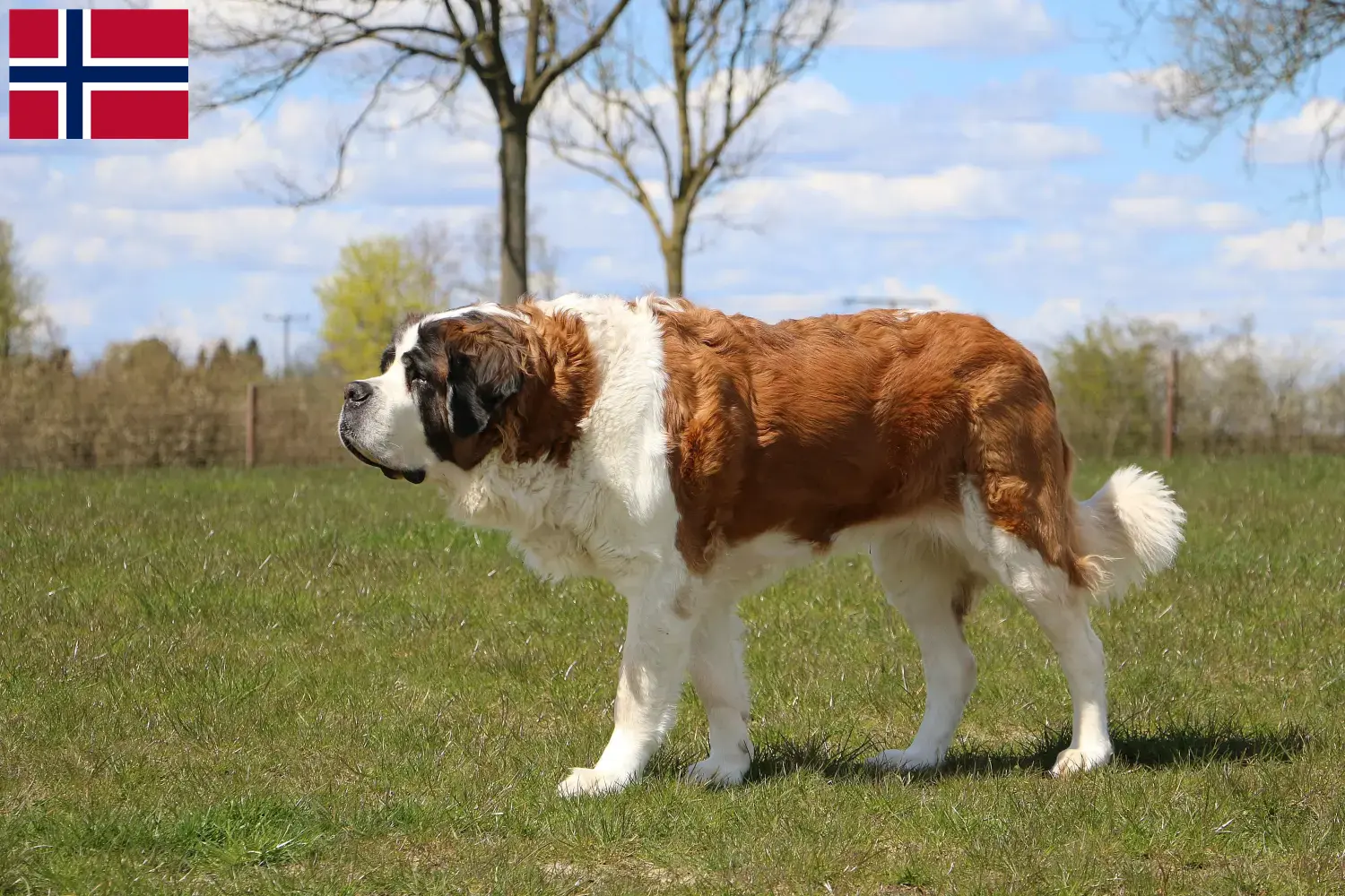 Saint Bernard puppies and breeders Norway Here you can find Saint Bernard breeders in Norway.