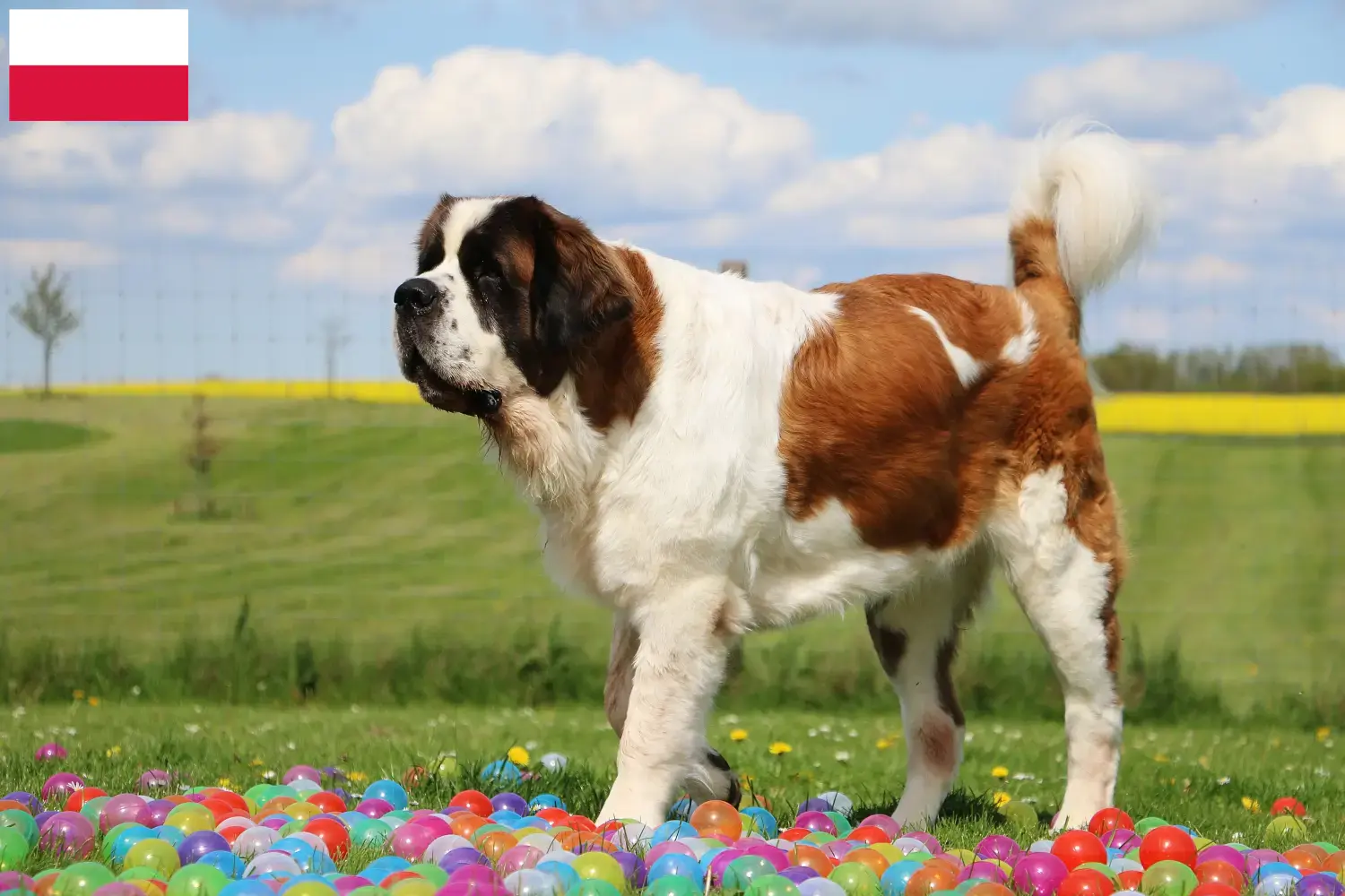 Saint Bernard puppies and breeders Poland Here you can find Saint Bernard breeders in Poland.