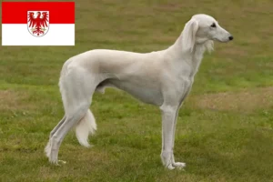 Read more about the article Saluki breeders and puppies in Brandenburg