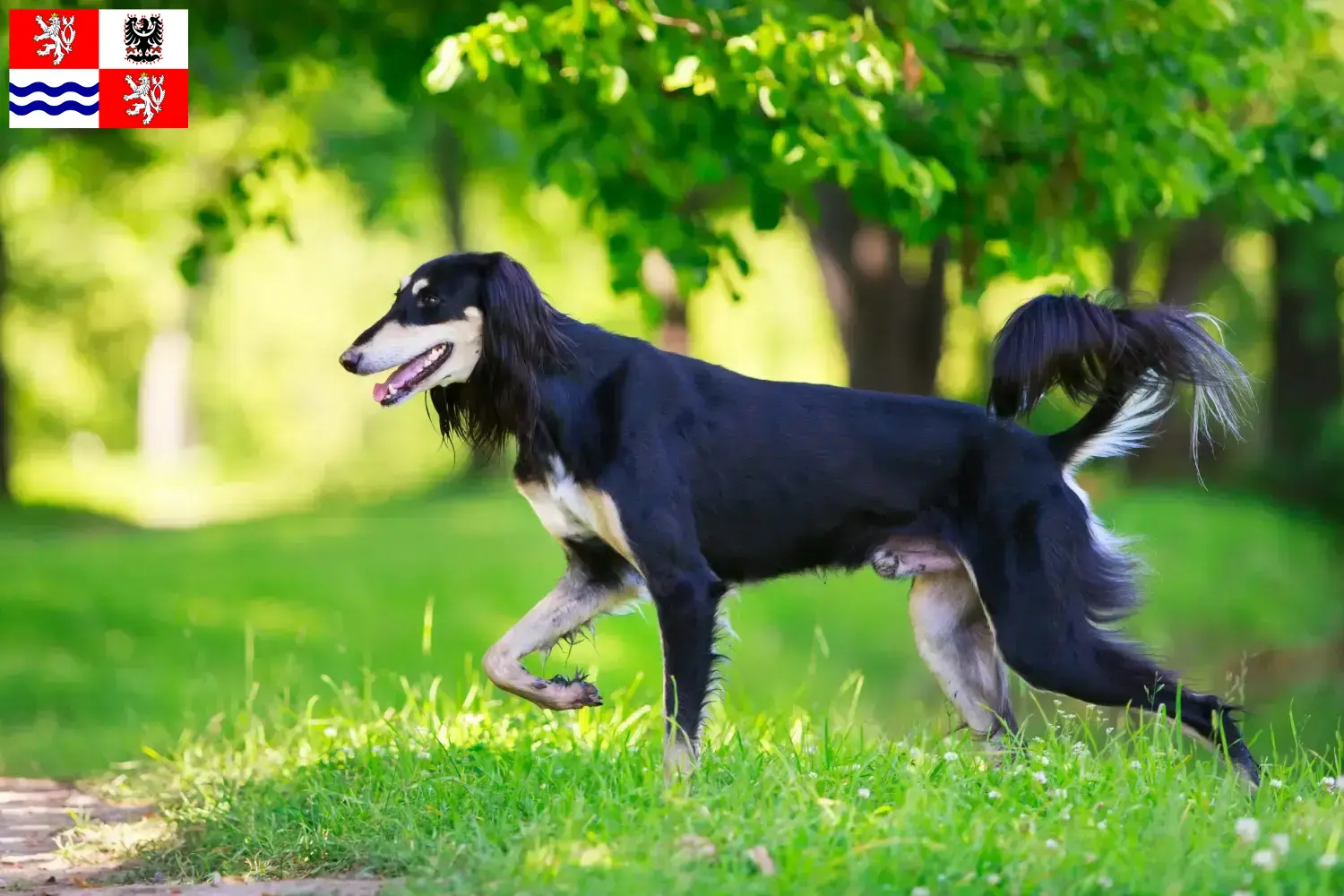 Saluki puppies and breeder Central Bohemia Here you can find Saluki breeders in Central Bohemia.