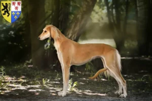 Read more about the article Saluki breeders and puppies in Hauts-de-France