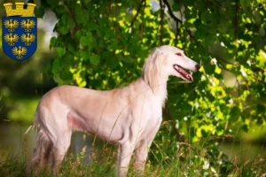 Read more about the article Saluki breeders and puppies in Lower Austria