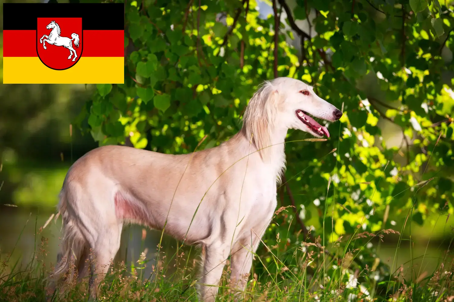 Saluki puppies and breeders Lower Saxony Here you can find Saluki breeders in Lower Saxony.
