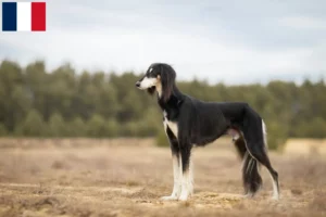 Read more about the article Saluki breeders and puppies in Martinique