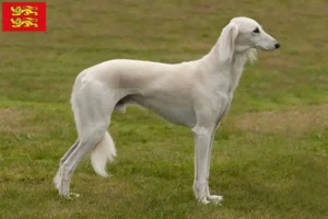 Read more about the article Saluki breeders and puppies in Normandy
