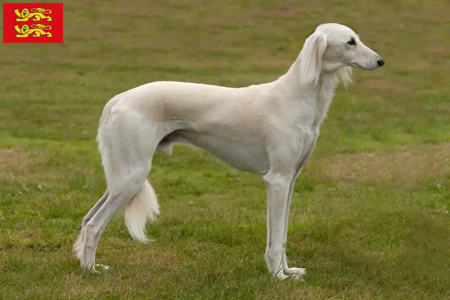 Read more about the article Saluki breeders and puppies in Normandy