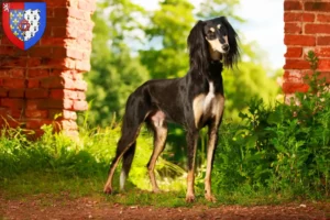 Read more about the article Saluki breeders and puppies in Pays de la Loire