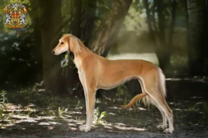 Read more about the article Saluki breeders and puppies in Prague