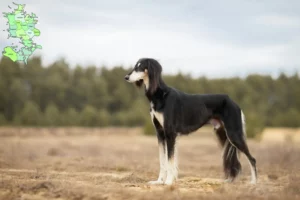 Read more about the article Saluki breeders and puppies in Sjælland