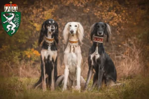 Read more about the article Saluki breeders and puppies in Styria