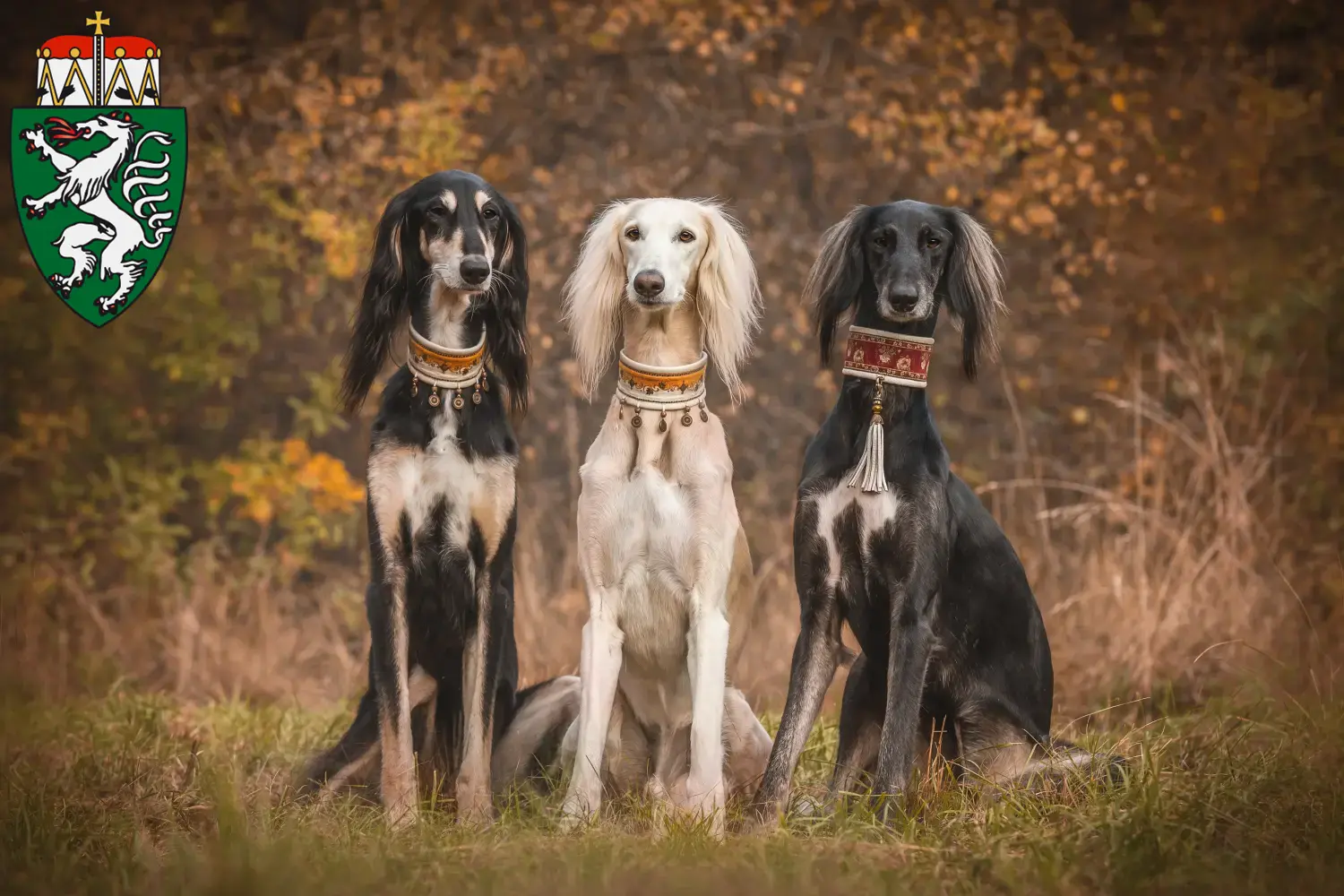 Saluki puppies and breeders Styria Here you can find Saluki breeders in Styria.